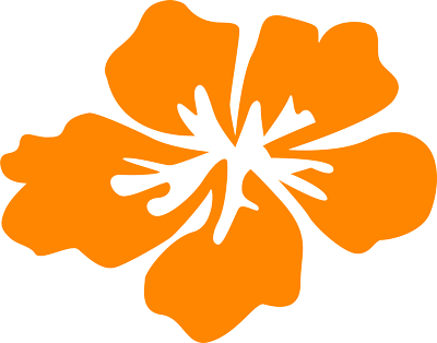 Hibiscus Orange