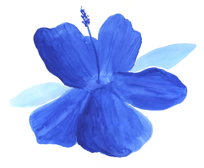 Graine Solstice Julie Sergent Hibiscus